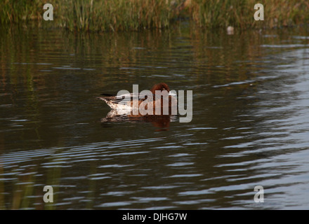 Weibliche eurasische Kerkerbrühe (Mareca penelope) beim Schwimmen Stockfoto