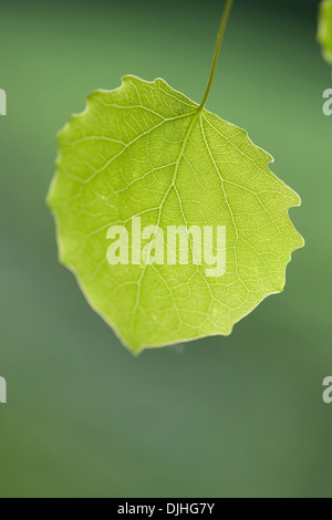 Aspen, Populus tremula Stockfoto