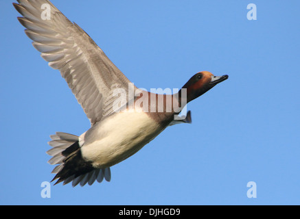 Nahaufnahme eines männlichen eurasischen Verwehens (Mareca penelope) im Flug gegen einen blauen Himmel Stockfoto