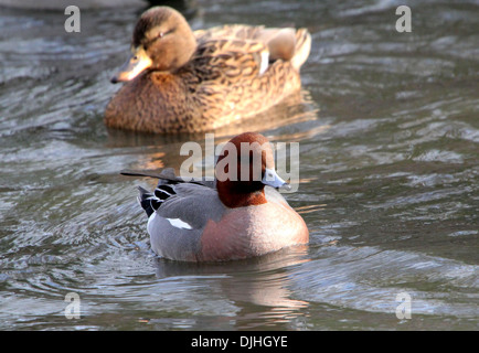 Nahaufnahme von einem männlichen eurasischen Pfeifente (Anas Penelope) schwimmen mit einer weiblichen Stockente im Hintergrund Stockfoto