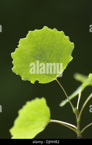 Aspen, Populus tremula Stockfoto