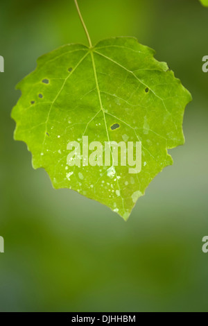 Aspen, Populus tremula Stockfoto