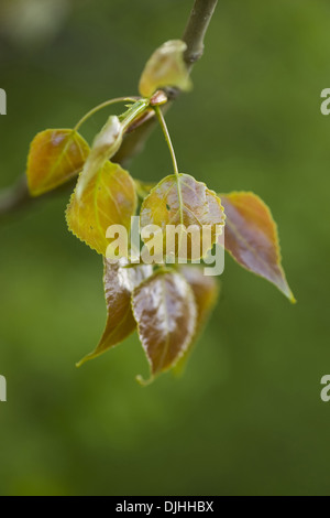 Aspen, Populus tremula Stockfoto