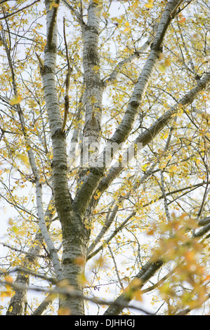 Aspen, Populus tremula Stockfoto