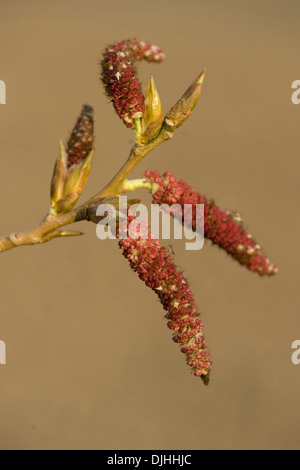 grau-Pappel, Populus x canescens Stockfoto
