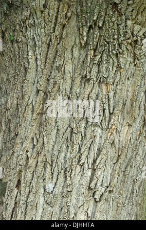 grau-Pappel, Populus x canescens Stockfoto