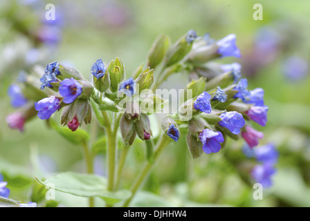 Lungenkraut, Pulmonaria mollis Stockfoto