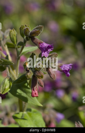 Lungenkraut, Pulmonaria mollis Stockfoto