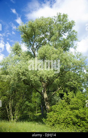 Silberweide, Salix Alba Stockfoto