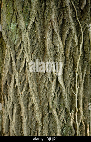 Silberweide, Salix Alba Stockfoto