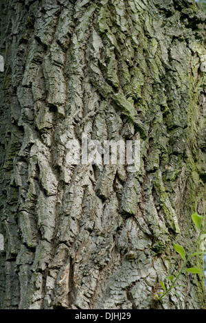 Silberweide, Salix Alba Stockfoto