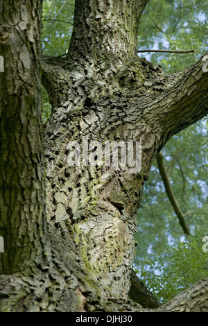 Silberweide, Salix Alba Stockfoto
