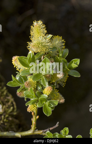 Zwerg-Weide, Salix apoda Stockfoto