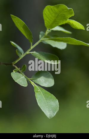 grau Weide, Salix cinerea Stockfoto