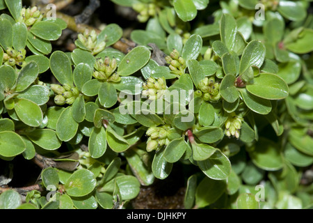 Thymian-leaved Weide, Salix serpyllifolia Stockfoto