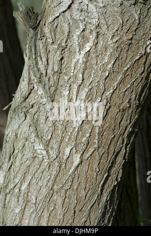 weinende Weide, Salix x chrysocoma Stockfoto