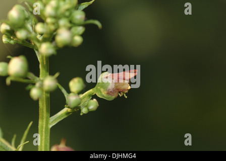 Wasser Braunwurz, Scrophularia auriculata Stockfoto