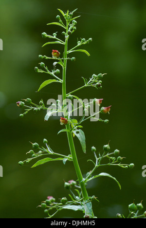 Wasser Braunwurz, Scrophularia auriculata Stockfoto