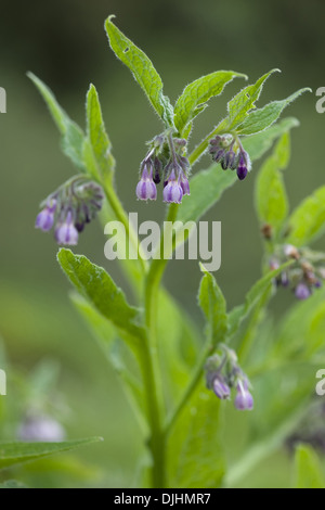 gemeinsamen Beinwell Symphytum officinale Stockfoto