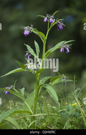 gemeinsamen Beinwell Symphytum officinale Stockfoto