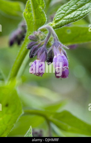 gemeinsamen Beinwell Symphytum officinale Stockfoto