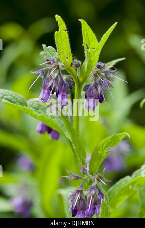 gemeinsamen Beinwell Symphytum officinale Stockfoto