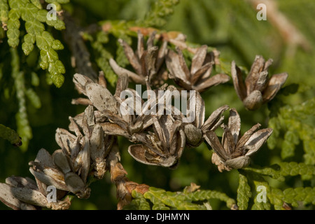 weiße Zeder, Thuja occidentalis Stockfoto