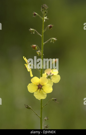 Motte Königskerze, Verbascum blattaria Stockfoto