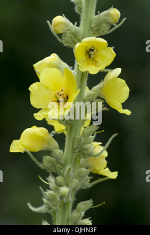 dicht blühende Königskerze, Verbascum densiflorum Stockfoto