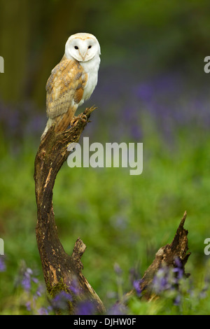 Scheune Eule sitzt auf einem Holzbalken in einem Wald mit Blaubellen im Hintergrund, Northamptonshire, England, Großbritannien Stockfoto