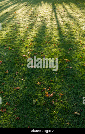 Licht und Schatten. Schatten durch Bäume Herbst Sonnenlicht durch Erstellen von Schatten mustern auf Gras mit gefallenen Blätter verursacht. England, Großbritannien Stockfoto