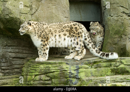 Snow Leopard Cub mit Mutter Stockfoto