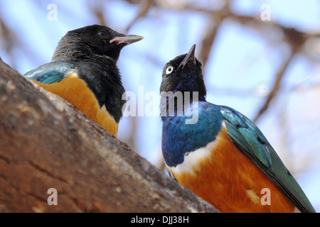 Paar superb Starling (Glanzstare Superbus) thront auf einem Baum Stockfoto