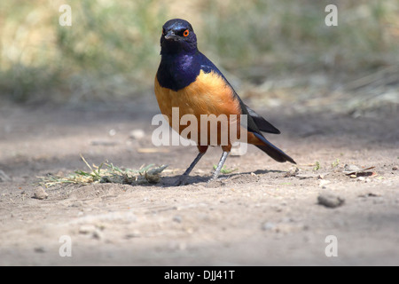 Eine männliche superb Starling (Glanzstare Superbus) auf dem Boden Stockfoto