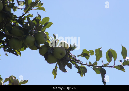 Ein paar Äpfel hängen am Ende eines Zweiges fast bereit für die Kommissionierung Stockfoto