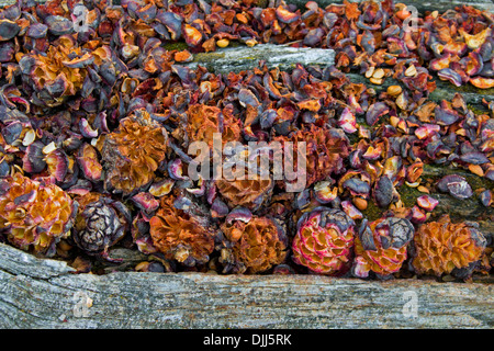 Kegel aus Schweizer Stein Kiefer / Arolla-Kiefer (Pinus Cembra) eröffnet und Samen gegessen durch gefleckte Tannenhäher (Nucifraga Caryocatactes) Stockfoto