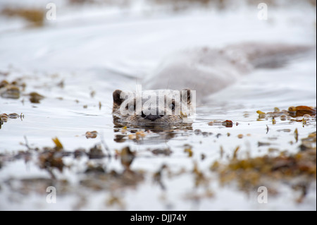 Otter (Lutra Lutra), UK Stockfoto