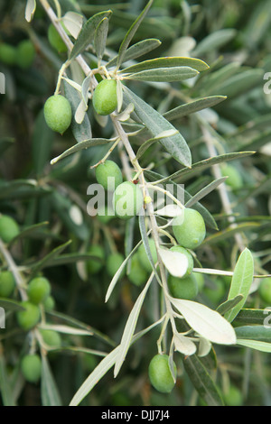 Zweig der Olivenbaum mit Oliven drauf. Nächster Nähe erschossen. Stockfoto