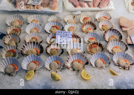 Anzeige von frischen Jakobsmuscheln in Muscheln auf Eis, Fresche Capesante Pucite, Mercato di Rialto Fischmarkt, Venedig, Italien Stockfoto