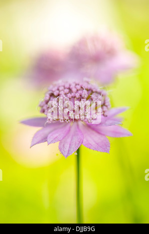 Nahaufnahme Bild einer einzelnen weiß/rosa Astrantia große Blume Sterndolde umgangsprachlich Stockfoto