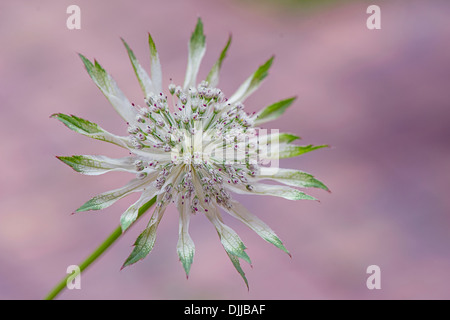 Nahaufnahme Bild einer einzelnen weiß/rosa Astrantia große Blume umgangsprachlich Meisterwurz, Aufnahme auf einem weichen Hintergrund Stockfoto