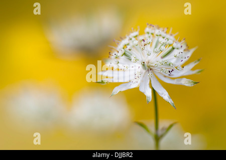 Nahaufnahme Bild einer einzelnen weiß/rosa Astrantia große Blume umgangsprachlich Meisterwurz, Aufnahme auf einem weichen Hintergrund Stockfoto