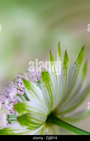 Nahaufnahme Bild einer einzelnen weiß/rosa Astrantia große Blume Sterndolde umgangsprachlich Stockfoto