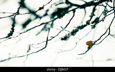 Letzte Blatt des Herbstes auf Baum, Fokus auf dem letzten Blatt Stockfoto