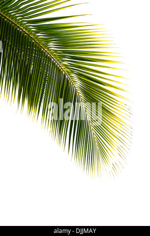 Kokospalme Baum Blatt isoliert auf weißem Hintergrund Stockfoto