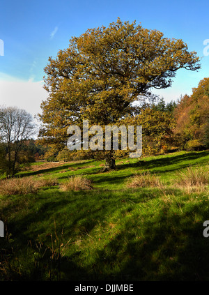 Englische Eiche Quercus Robur in Herbstlaub Wiltshire UK Stockfoto