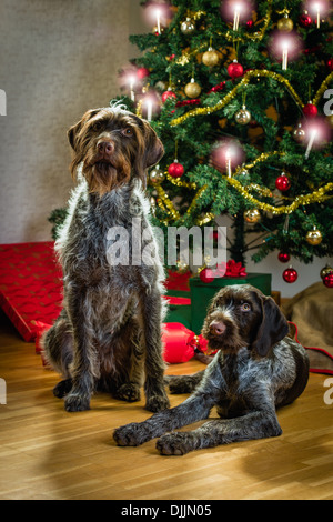 Welpen und Erwachsene Deutsche rauhaar Zeiger, Weihnachtsbaum und Geschenke auf Hintergrund, Hochformat Stockfoto