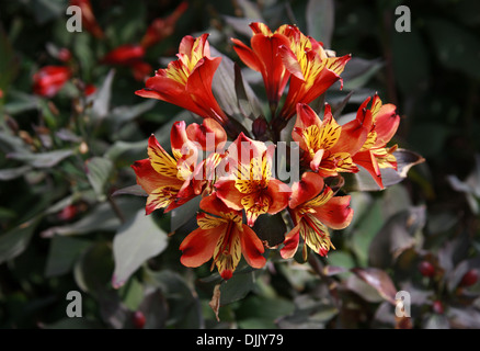 Peruanische Lilie oder Lilie der Inkas, Alstroemeria Indian Summer 'Tesronto', Alstroemeriaceae. Stockfoto