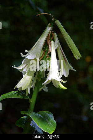 Riesige Himalayan Lily, Cardiocrinum Giganteum, Liliaceae. Waldlichtungen im Himalaya, Japan und China. Stockfoto