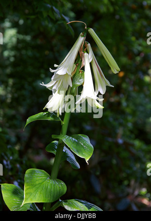 Riesige Himalayan Lily, Cardiocrinum Giganteum, Liliaceae. Waldlichtungen im Himalaya, Japan und China. Stockfoto